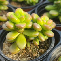 [소소한다육] 환엽송록 세덤속 국민다육