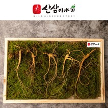 [산삼이야기] 산양삼 산삼 산양산삼 장뇌삼 추석선물 부모님선물 지인선물 추천 원기회복 년수선택 자연산 산삼 황절삼 야생삼 명절선물 선물추천 산지직송 고급포장, 10년근 10뿌리