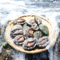 [바른전복] 꼬마전복 1kg 40-60미 라면 장조림 탕 구이, 꼬마전복 1kg 40-60마리