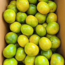 제주 효돈 노지귤 극조생, 1. 상품 4.5kg(로얄사이즈), 1개