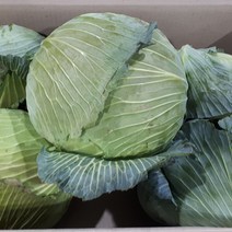 새벽들 양배추, 1box, 1통(1.5kg이상)