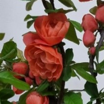 묘목/명자나무(십이일중) 5치 포트묘 KJ1537