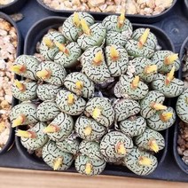 코노피튬 피시포르비 리톱스 다육이 탈피 다육1150