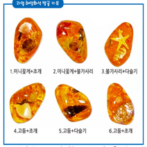 [주토이] 리얼 해양화석 발굴 키트 화석 관찰학습 과학완구 어린이 유아 남아 여아