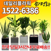 실내공기정화식물 미세먼지 공기청정 키우기쉬운식물 플랜테리어 식당 개업축하선물 산세베리아 고무나무 안시리움 율마 아가베 아레카야자 승진화분, (선택S1)포인세티아