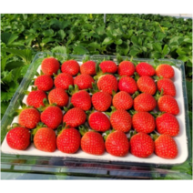 산지 직송 설향딸기 제철과일 킹스베리딸기, 설향, 720g