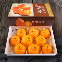 [올찬] 한라봉 선물세트(특대대) 3kg(8~10과) 제주직송 !!, 단품