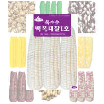 옥수수 콩 씨앗 모음, 적작두콩 10립