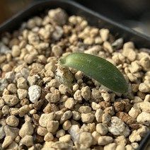 오니소갈륨 히스피덤 1-3번 Ornithogalum hispidum, 1번, 1개