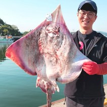 홍어애제공 국산 홍어 1kg 흑산도 전라도 목포 국내산 약숙성 중간숙성 강숙성 혼술안주 홍어탕거리, 100% 흑산도홍어