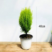 청년농부 율마 중소품 공기정화식물