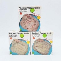 2000 고대 해양화석 발굴키트 1개랜덤 과학 실험 과학 학습 / 프랜즈