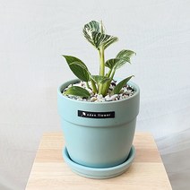 실내공기정화식물 무늬 콩고나무 필로덴드론 버킨 인테리어 민트 화분 13호