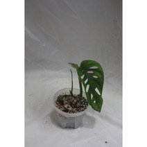 아큐미나타 바리에가타 (13) 희귀식물 동동플랜츠 관엽식물 정글플랜츠