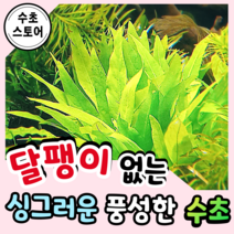 [수초스토어] 검역 라지리프 하이그로필라 2촉 / 구피 새우 어항 수초 쉬운 키우기 예쁜 은신처 중경 후경 초보 자연 풍성한 흑사 무이탄 치어 베타 열대어