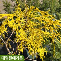 황금실화백나무 키150cm흙분 정원수 조경수 황금색나무, 황금실화백 키150cm흙분, 1개