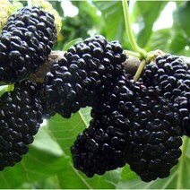 (과일천국1번지) 냉동 오디, 5kg