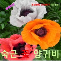 팝플라워 오리엔탈포피(숙근꽃양귀비) 혼합색 씨앗 500립