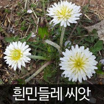 하얀 민들레 씨앗 흰 야생화 종자 꽃씨 토종 100알