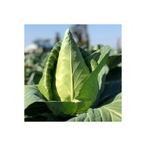 제주 고깔 양배추 못난이 5kg 4~6개 152377, 제주 고깔 양배추 못난이 5kg 4