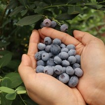 23년 부여 블루베리 하우스 생블루베리 블루베리생과, 1kg, 1개, 푸띠 부여 생블루베리 1kg 왕17mm내외