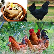 토종닭 2.2kg내외 오골계 백숙용 생닭 [티백 증정] 볶음탕 제사용닭 생오리 시골토종 몸보신용 주문손질 [17시이전 주문시 당일발송][설연휴 18일 4시마감 26일 순차발송], 토종오골계 (1.4kg내외) 1개 + 백숙재료 무료