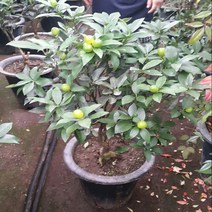 행복한정원 금귤나무/대형/과일나무