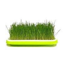 하비나루 새싹보리 키우기 재배기 키트 베란다 텃밭 홈가드닝, 재배기+씨앗300g