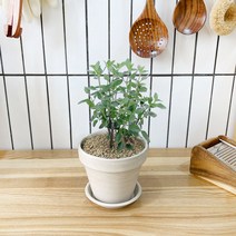 1+1 체리세이지 키친허브 화분 세트 타임 바질 베란다 텃밭 허브 키우기, H13.체리세이지, H19.구문초