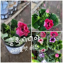 글록시니아 바이올렛 빨강 특랜덤 공기정화식물/미세먼지/공기정화효과 공기정화식물