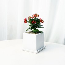 칼랑코에 사계절 피는꽃 사각 화이트 화분 카랑코에 가랑코에 반음지 식물, 칼랑코에 소형