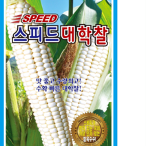 (씨앗) 대학찰골드옥수수(연농3호) 옥수수 70립 종자 옥수수씨 KS종묘 채소재배, 1개