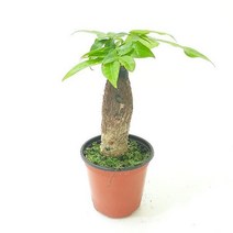 파키라(소) 실내공기정화식물 공기청정식물 파키라키우기, 상세페이지 참조