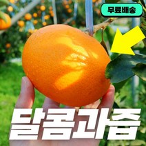 [최상품] 제주 천혜향 고당도 과일 산지직송 당도선별 가정용 제철과일 3kg 5kg, 달콤 천혜향 5kg (10~18과)