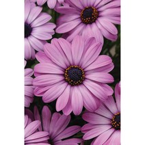 오스테오스퍼멈(데모루) 아킬라 기본컬러 선택(종자 꽃씨앗 / 10립)Akila® Osteospermum, 라벤더쉐이드
