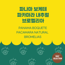 (커피생두) 173 파나마 보케테 파카마라 내추럴 브로멜리아 1kg