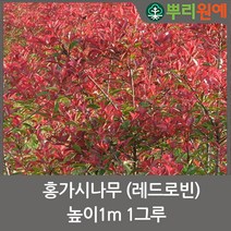 홍가시나무 레드로빈 높이1m 1그루 뿌리원예