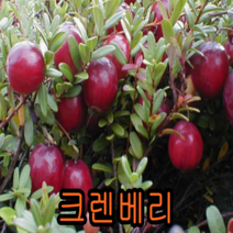 크렌베리묘목 포트묘3그루 나무묘목