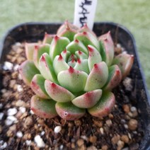 다육세상 다육이 블랙사파이어