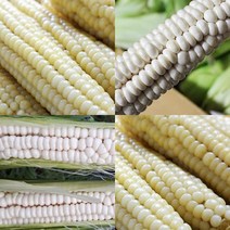 푸드품격드 쫀득쫀득 괴산 대학 찰 옥수수 10개 20개 30개 미백옥수수 흑점찰옥수수 냉동옥수수 생옥수수, 중품 냉동 대학찰옥수수 21개