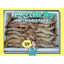 자연산 대하 서해 제철 새우 2kg, 1개