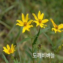꽃씨앗 도깨비바늘 (50립) -일년초 종자씨앗 야생화 씨앗모음