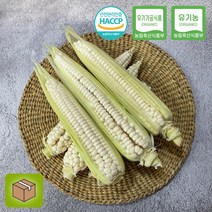 충북 괴산 대학찰옥수수 3팩 (9개입) 무농약, 무농약 대학찰옥수수 5팩(15개입)