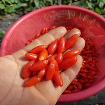 폴인러브 2020년 햇 구기자생과 구기자열매 건구기자 지골피, 지골피(500g)