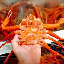 홍게 제철 자숙 찜 동해 당일 조업 3kg, 프리미엄 3kg 8마리 내외