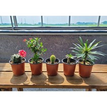 선인장 다육이 포트 비화옥 꽃기린 대봉룡 사막의장미 라메리 파키포디움, 1개