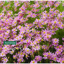 코레옵시스 [4포트] 로제아 (복남이네야생화 모종 coreopsis) 분홍물빔, 1개