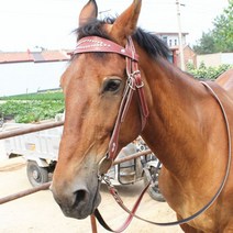 말 고삐 브라이들 소가죽 말 비트 용품 마구 포니, 붉은 말 가죽 물 Le+가죽 고삐