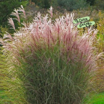 그라스 [1포트] 모닝라이트 대품 (복남이네 야생화 모종 사초 억새), 1개