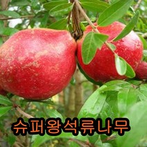 슈퍼왕석류나무 삽목2년특묘 나무 묘목 왕석류나무